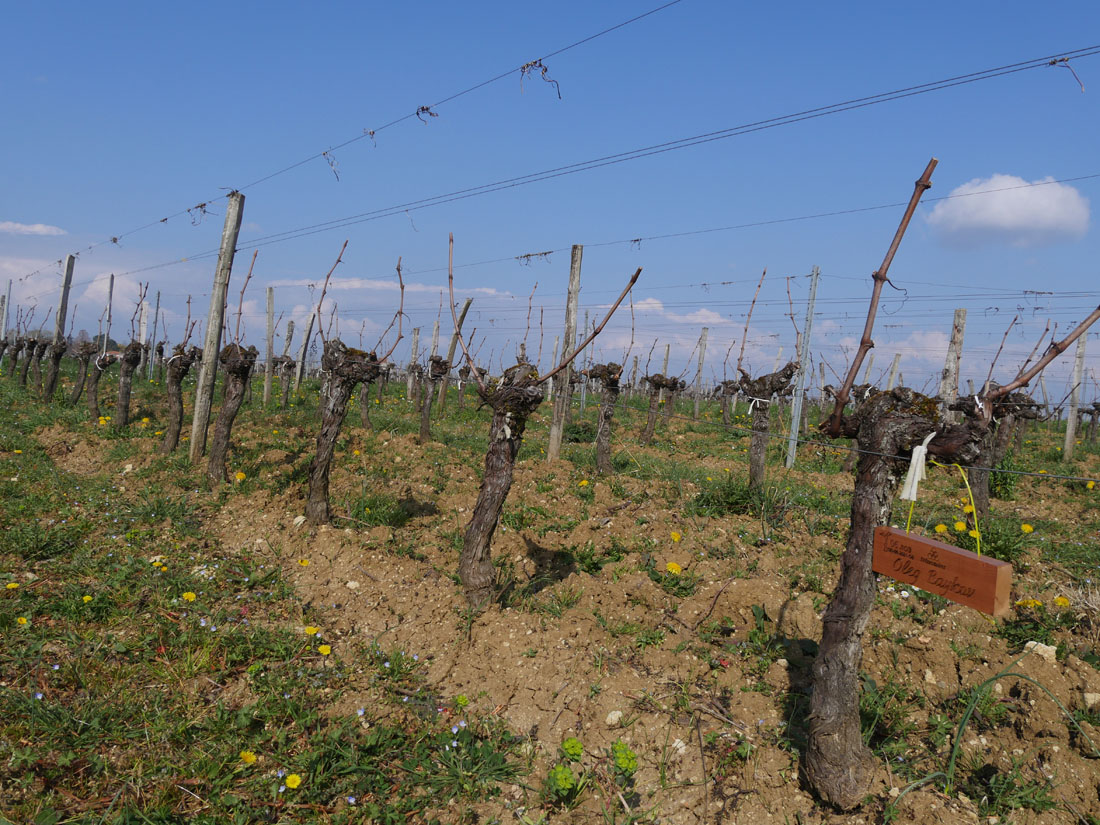 Виноградник на урожай